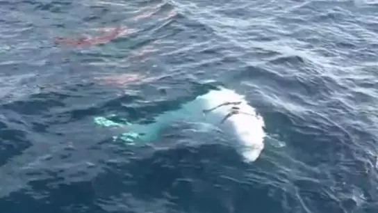 Whale Found Wearing Harness Could Be 'Russian Military'