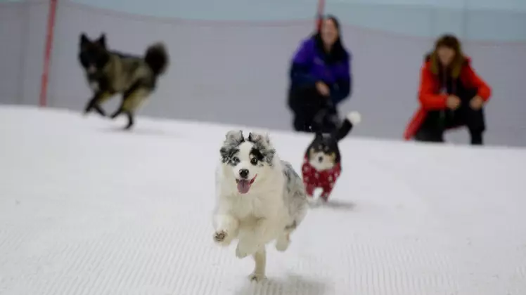 Hot Dogs Invited To Chill Out At Indoor Ski Slope During Heatwave