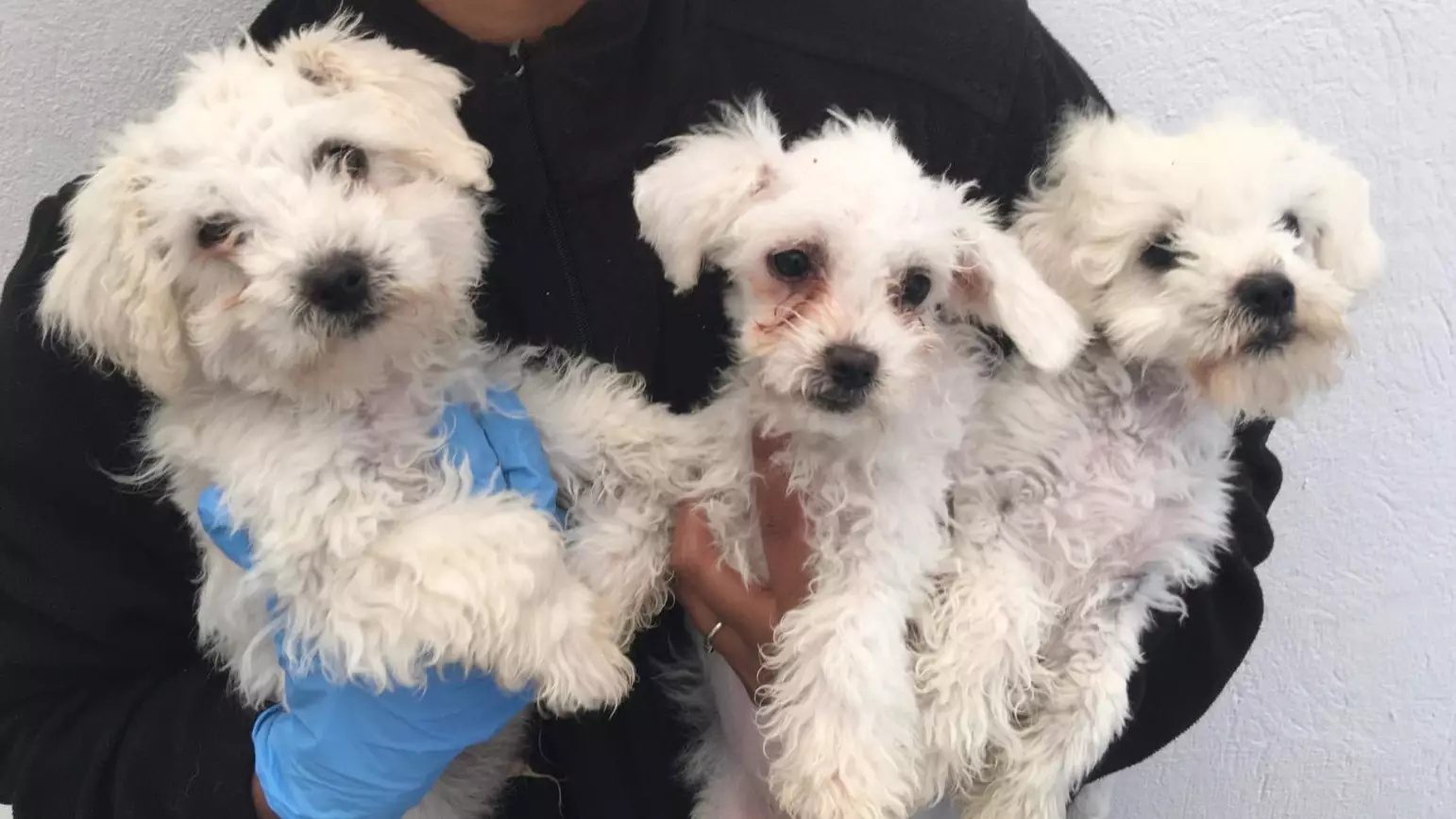 Puppies Found Covered In Oil After Being Illegally Imported Into The UK