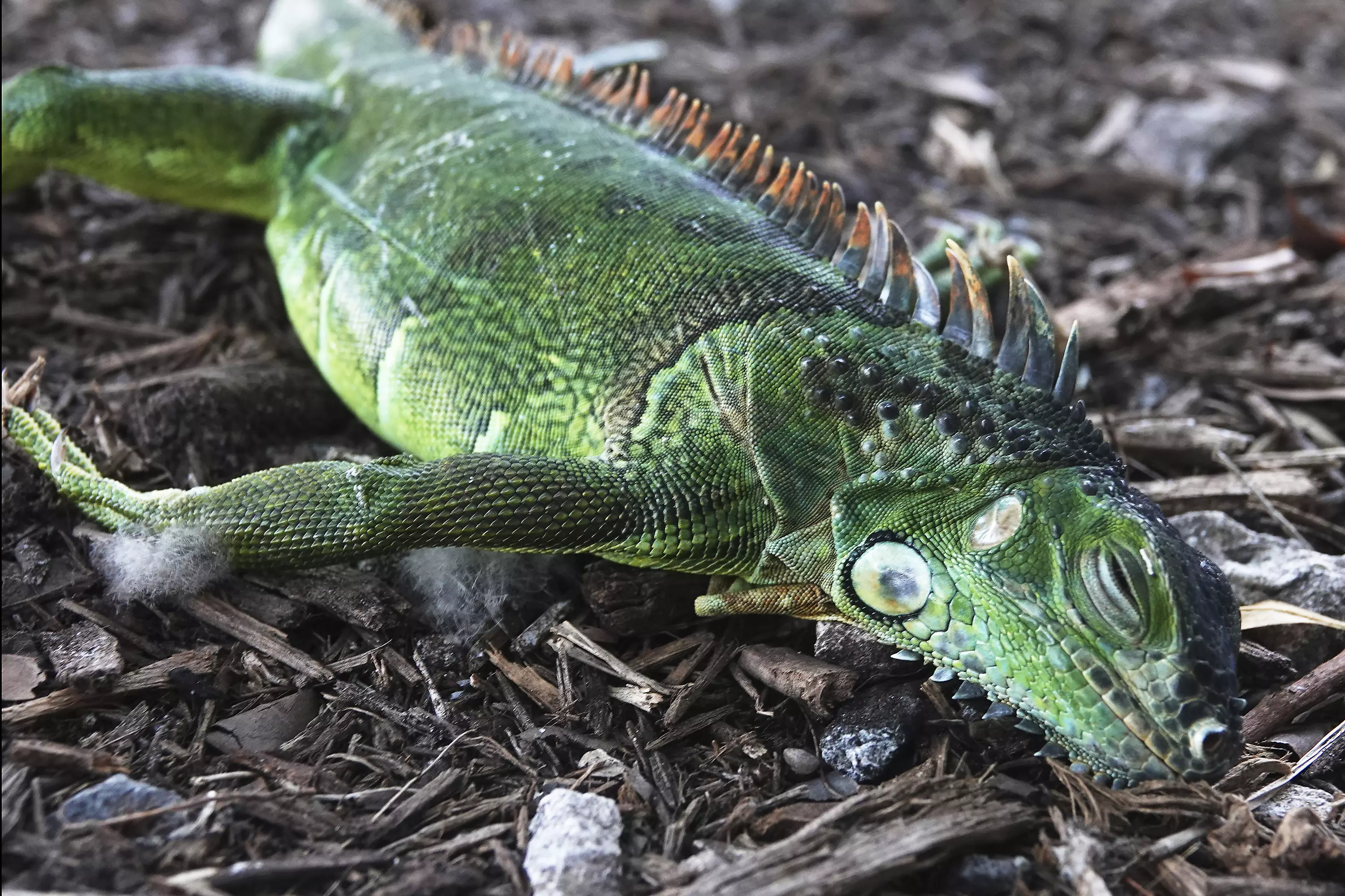 The low temperatures could cause iguanas in South Florida to become dormant, appearing to be dead.