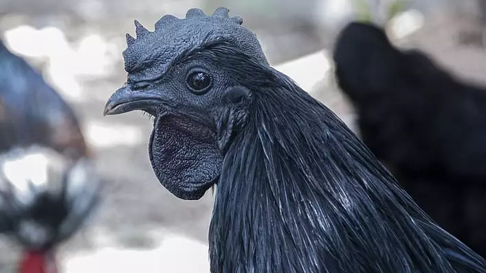 The Ayam Cemani Chicken Is The Ultimate Goth Animal 