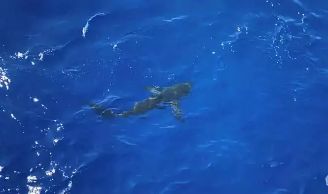 The shark was spotted heading towards the crew.