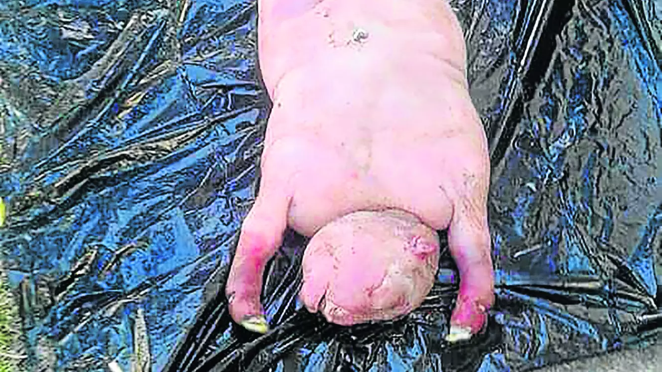 Locals Convinced Deformed Lamb Was 'Sent By The Devil'