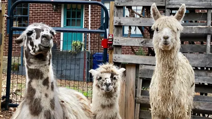 You Can Mingle With Alpacas And Llamas At This Airbnb Treehouse 
