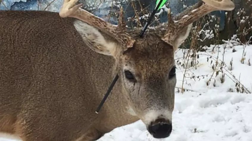 'Carrot The Magic Deer' Discovered With Bolt Through His Head