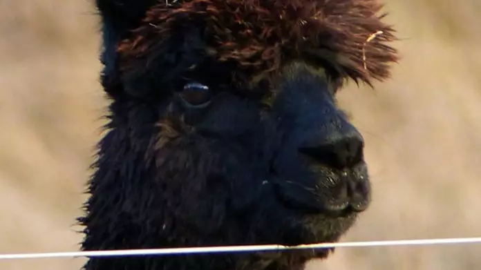 Alpaca Worth £30k Living On 'Death Row' Could Be Euthanised After Court Refuses Appeal