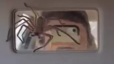 Terrifying Moment Passenger Comes Face To Face With Giant Spider