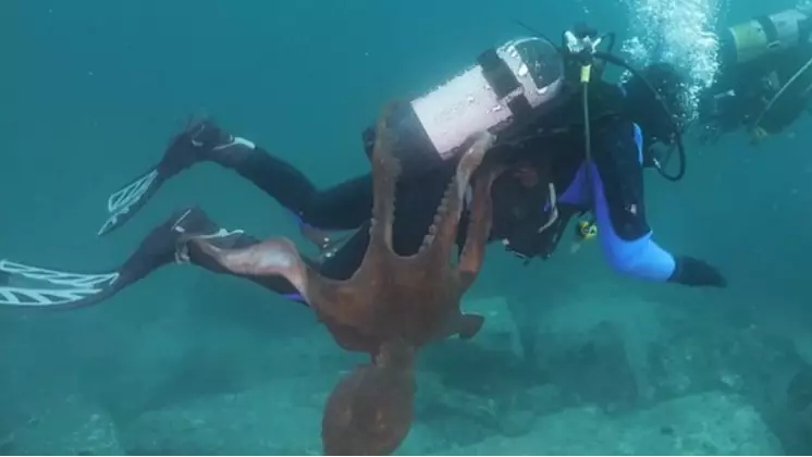 ​Huge Octopus Launches Itself Onto Diver In Sea Of Japan