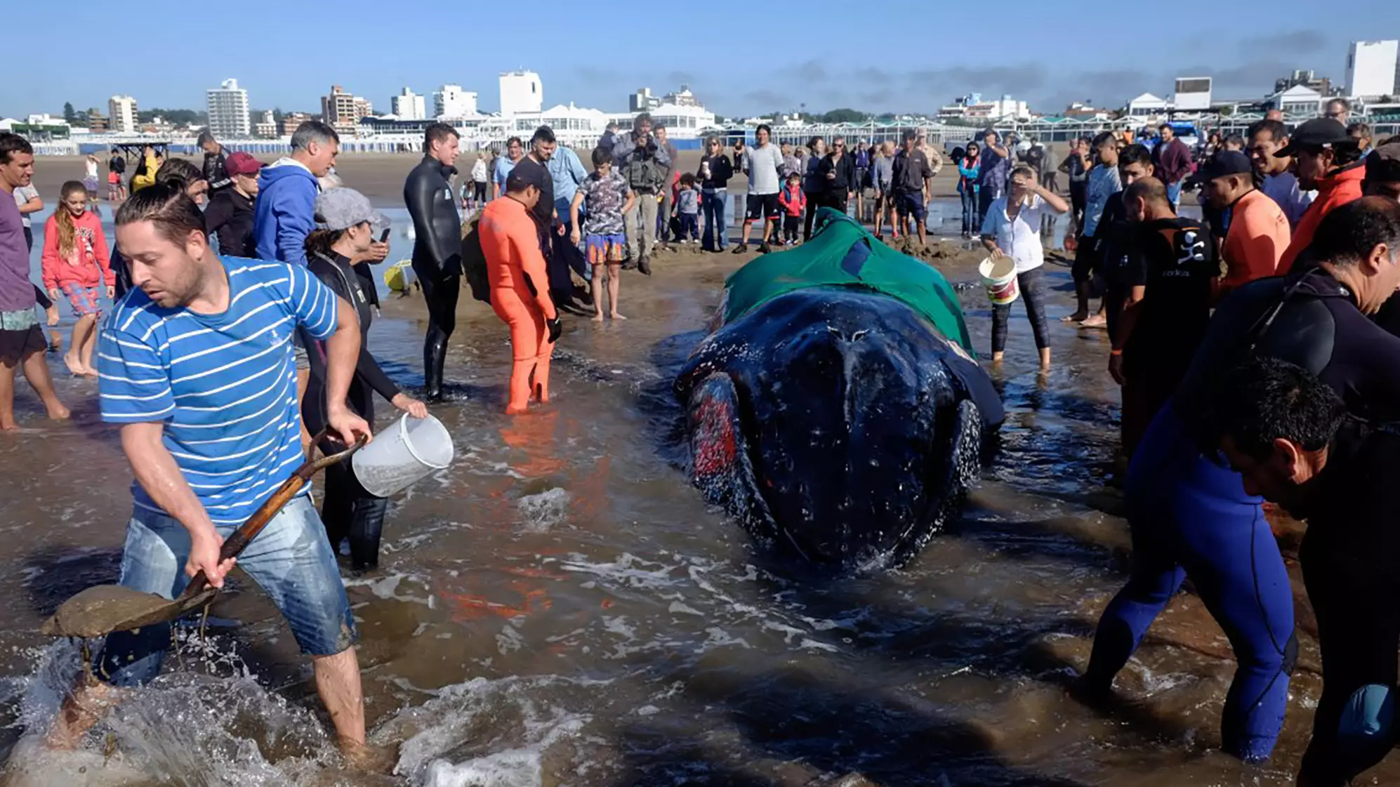 Community Comes Together To Rescue Beached Humpback Whale