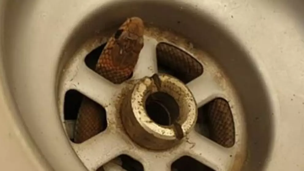 Deadly Brown Snake Slithers Through Plughole As Man Washes Dishes
