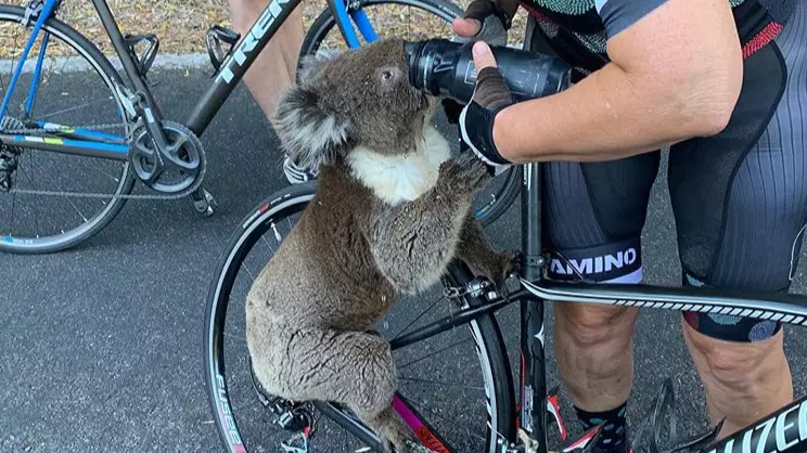 Thirsty Koala Stops To Drink From Cyclist's Water Bottle