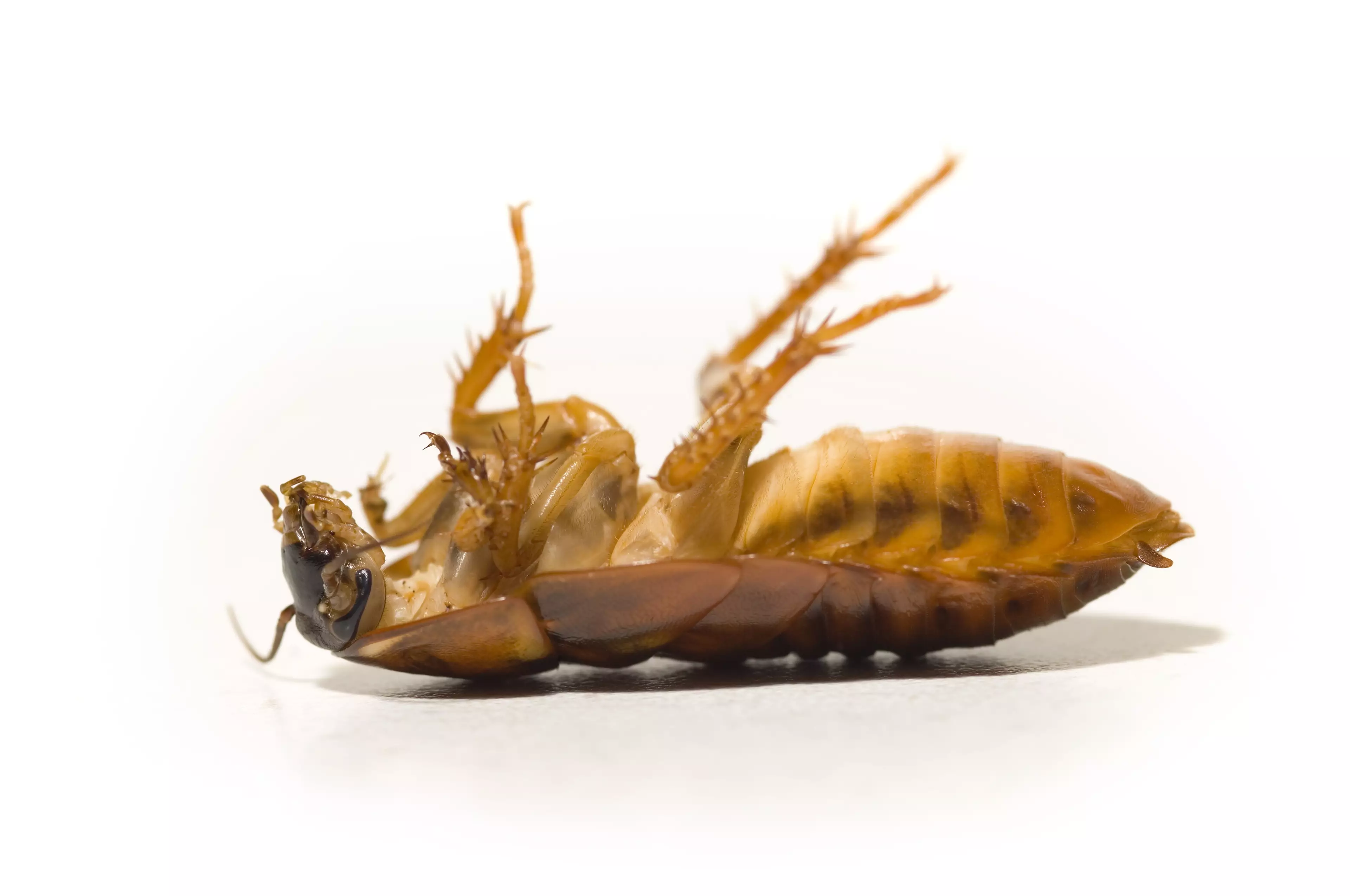 Cockroaches were already notoriously hardy insects.