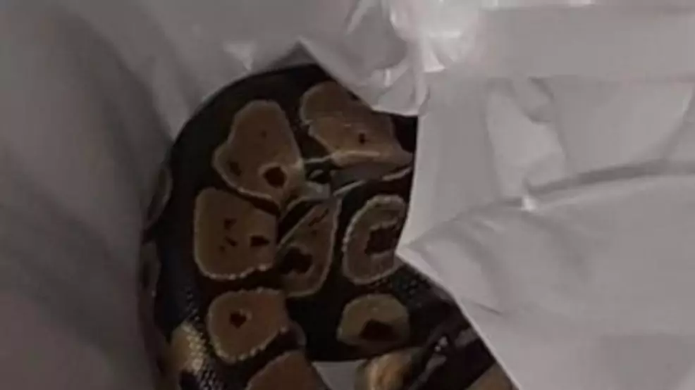 Woman Finds Python In Washing Machine After Mistaking It For Snake Print Garment