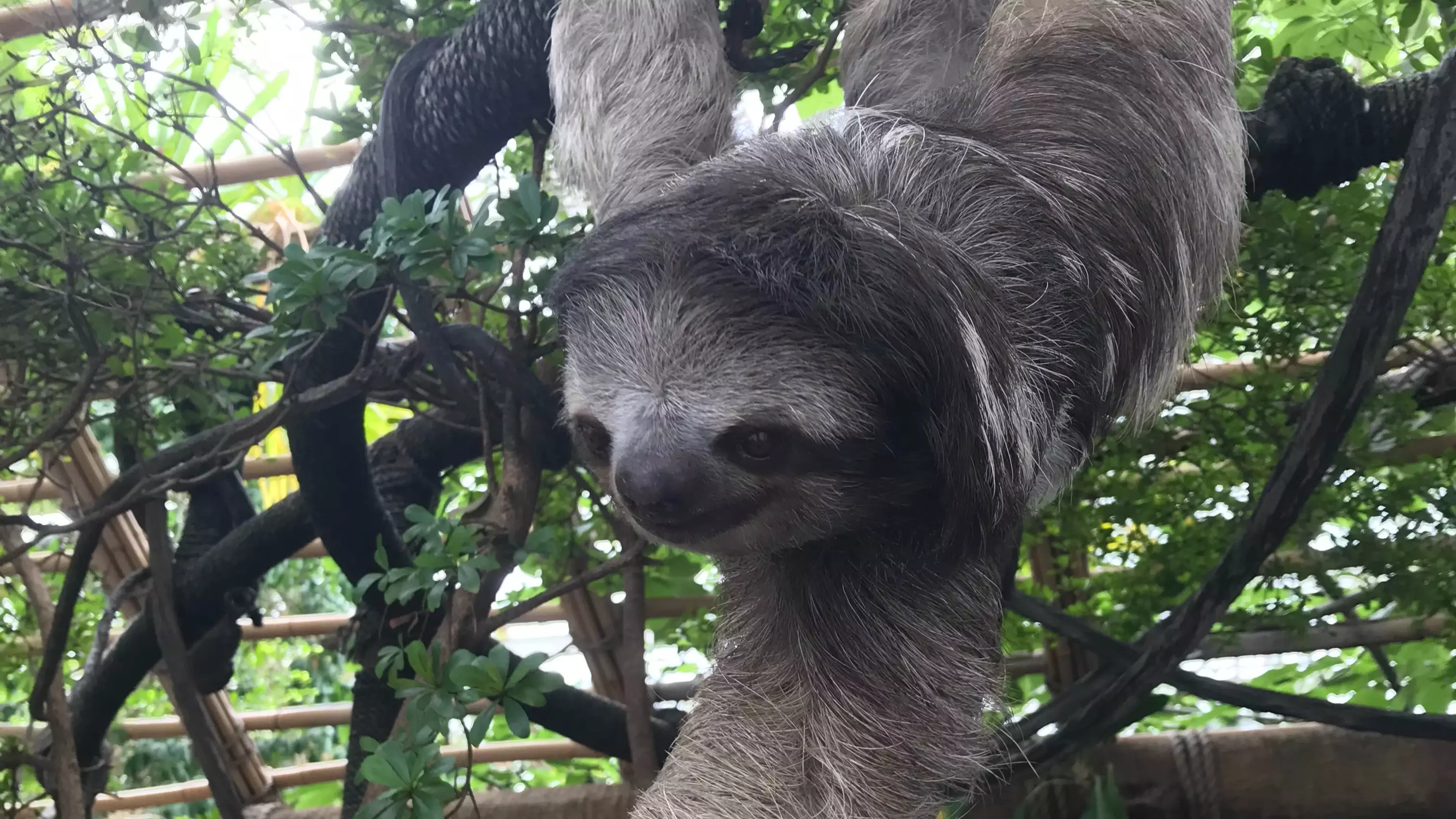 ​You Can Now Stay In The Costa Rican Rainforest With Sloths