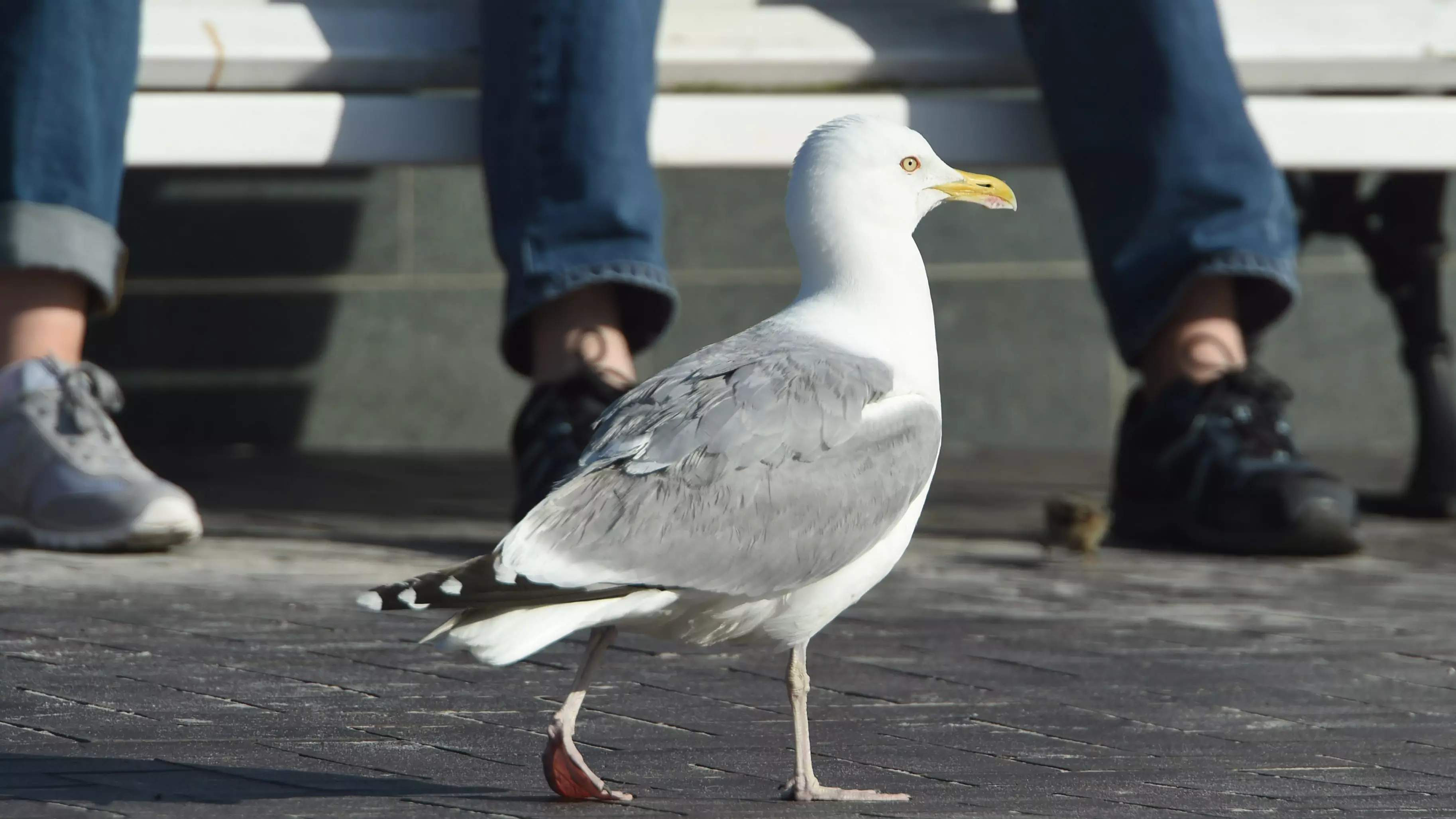 Seagulls Are Getting Drunk And Making Fools Of Themselves