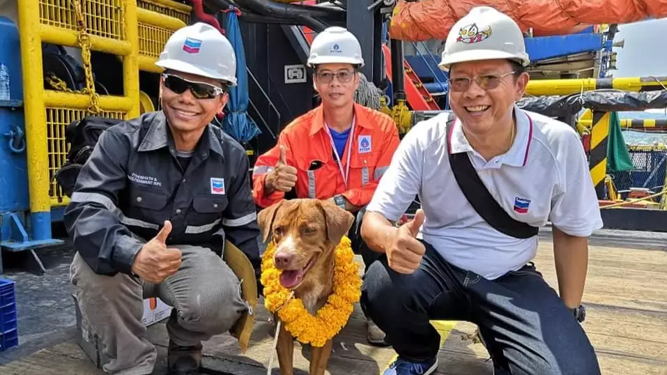 Oil Rig Workers Rescue Exhausted Dog Found Paddling In The Sea 220km From Shore