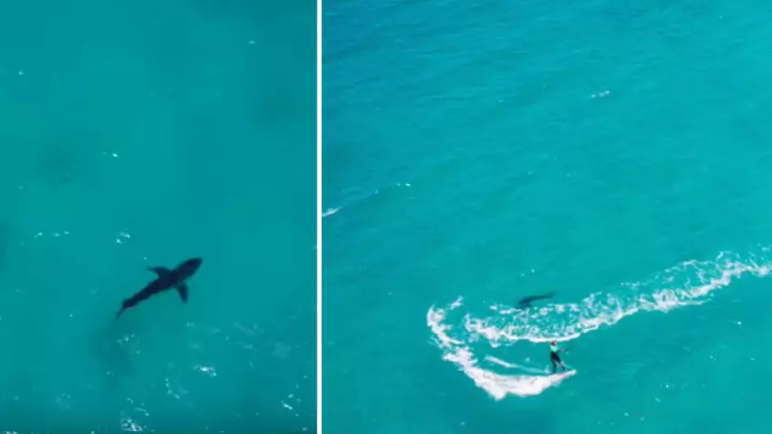 Drone Footage Captures Great White Shark Circling Kitesurfer