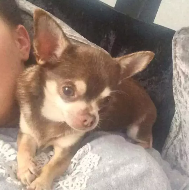Gizmo was stolen from his owner's garden.
