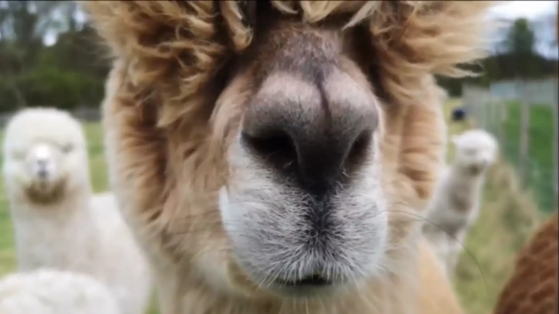 Donate To Charity For A Meet And Greet Zoom Call With Some Alpacas