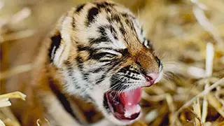 A Tiger Cub Has Been Born At Dreamworld