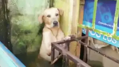 Rescuers Save Dog From Floodwaters After It Was Found Clinging To A Building