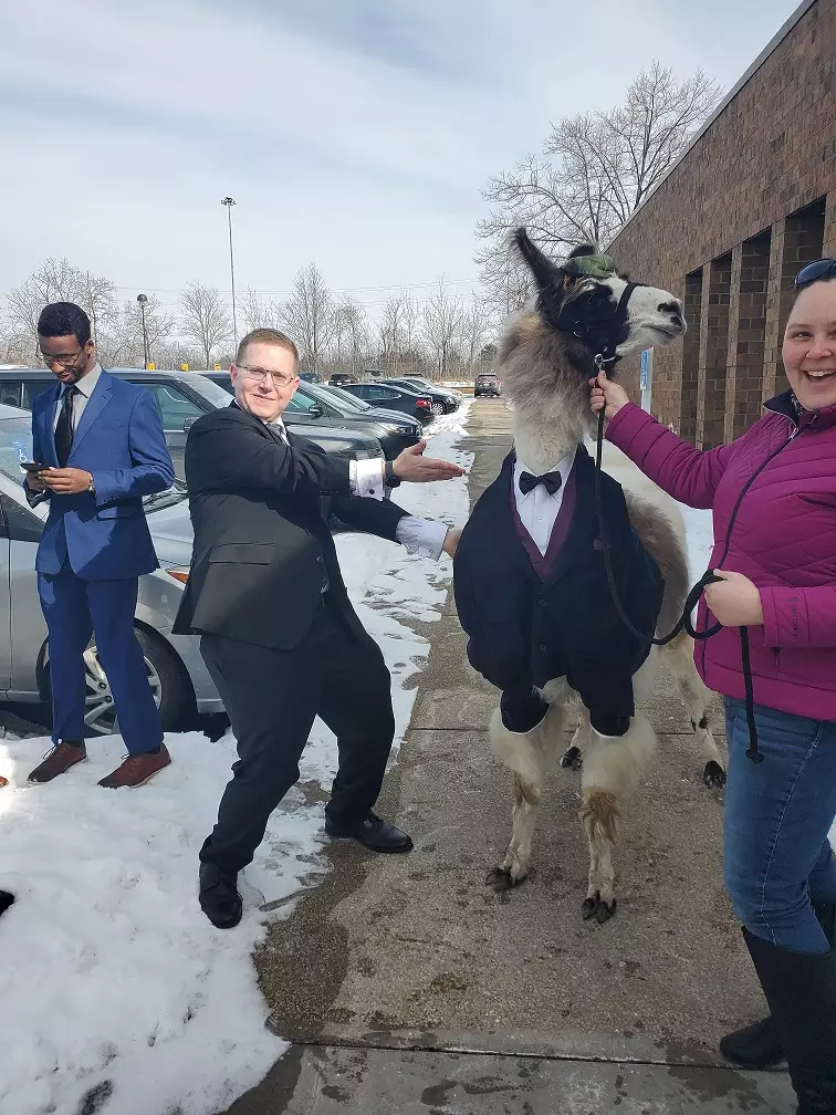 The llama was wearing its very own tux.