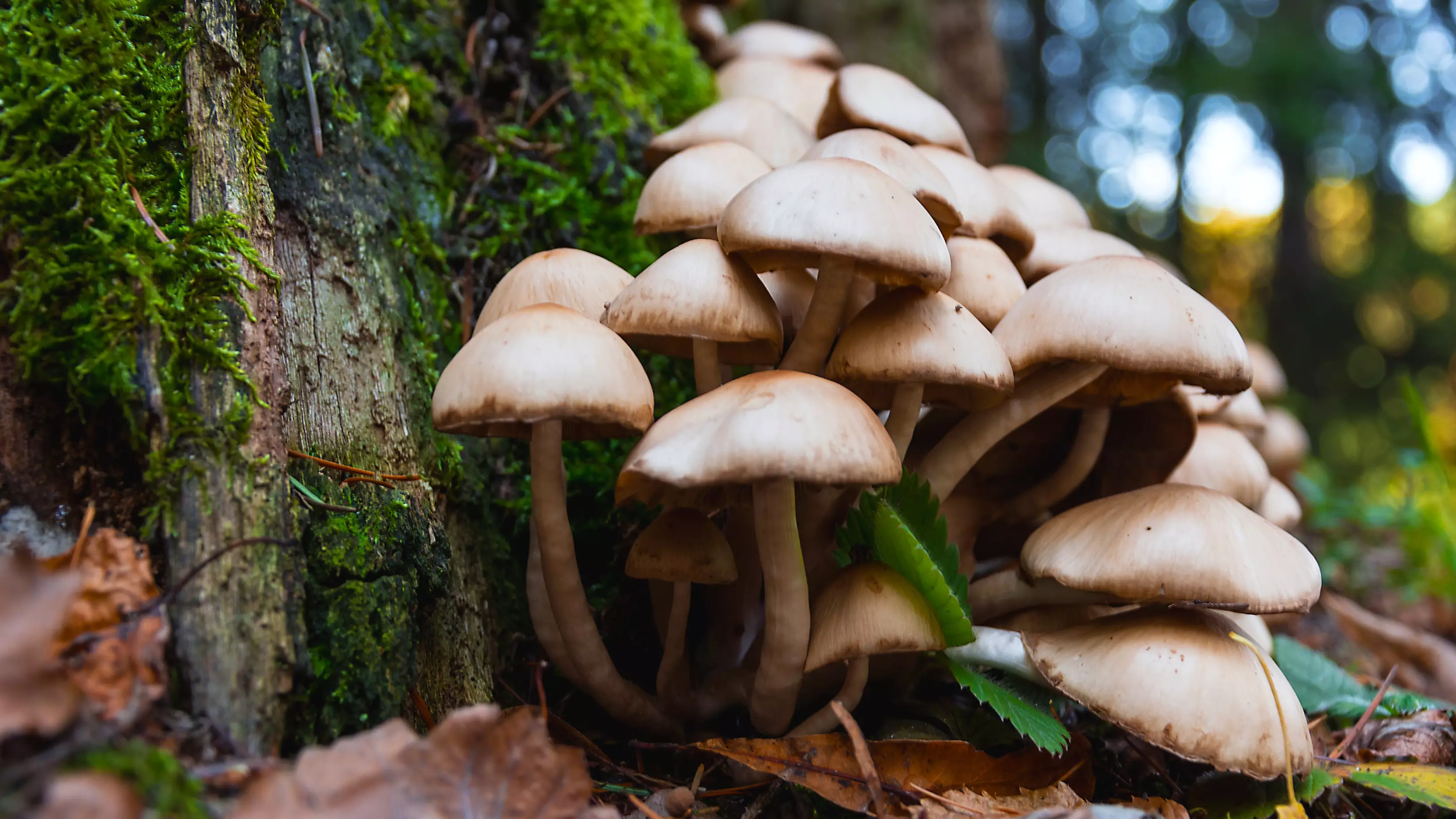 Australia Joins One Of The World's Biggest Studies Into Effects Of Magic Mushrooms