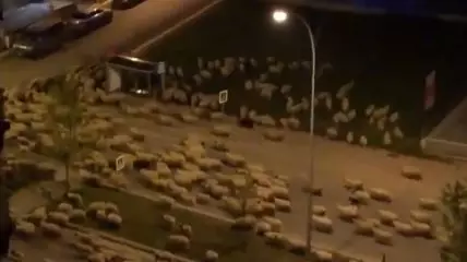 Sheep Take Over Turkish City And Run Through The Streets In Lockdown 