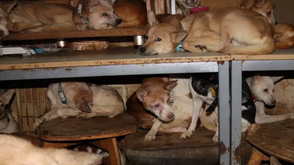 164 Dogs Rescued From A Tiny House In Japan 