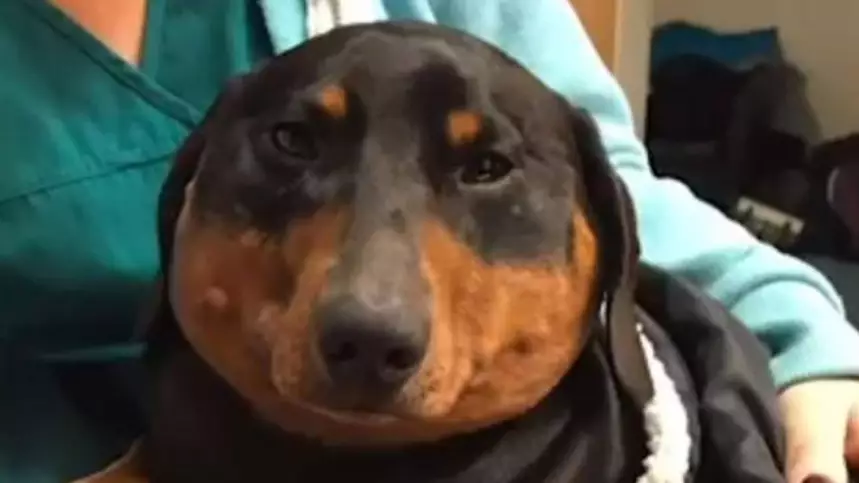 ​Swollen Dachshund Has To Be Deflated By Vets