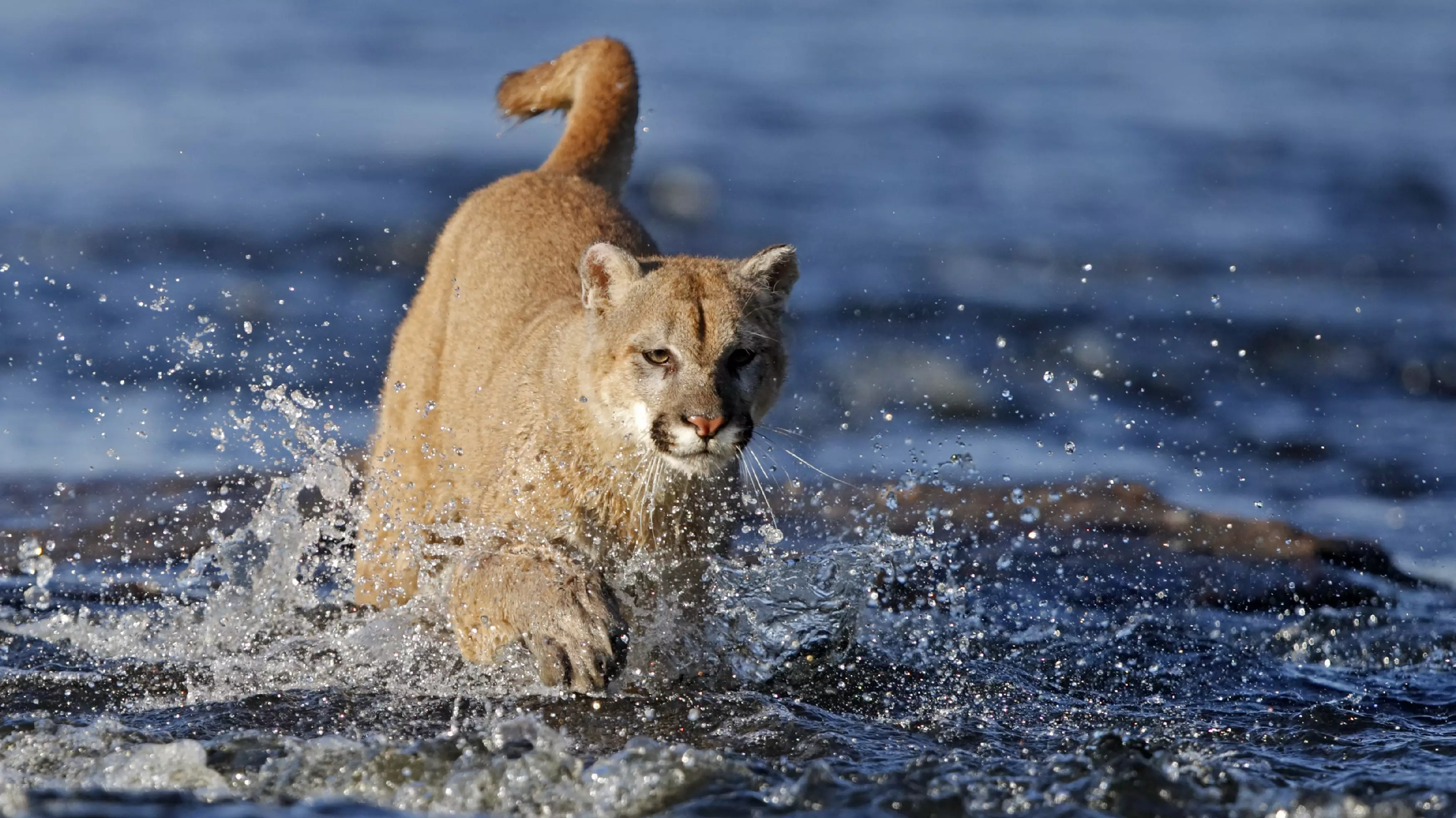 Runner Kills Cougar With Bare Hands After It Attacks Him