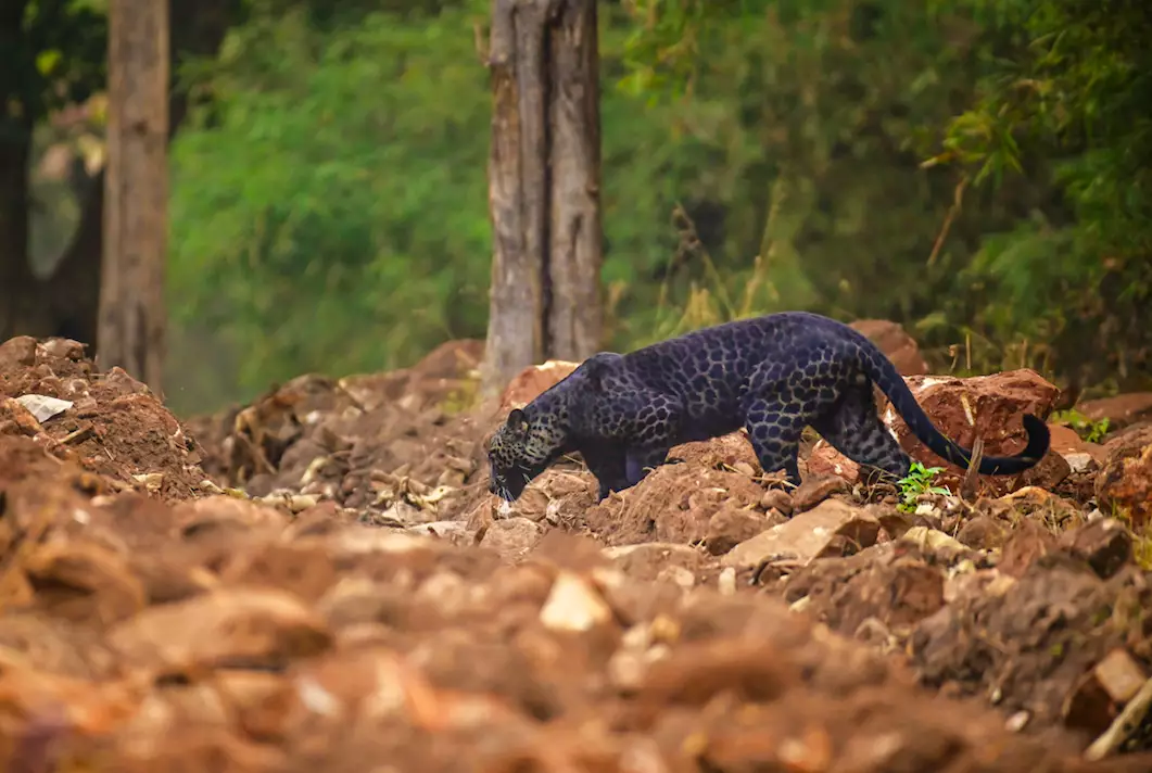 Anurag had waited two years to spot the rare leopard (
