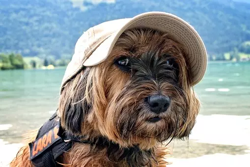 Reckon your dog has got what it takes to be an influencer?