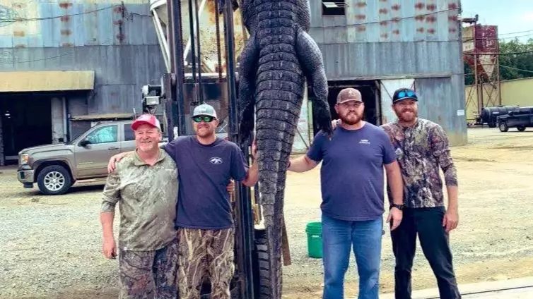Huge Alligator Killed After Dragging Hunters Around For Two Hours