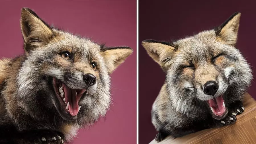 Think You Know What A Fox Looks Like? Check Out This Amazing Photoshoot