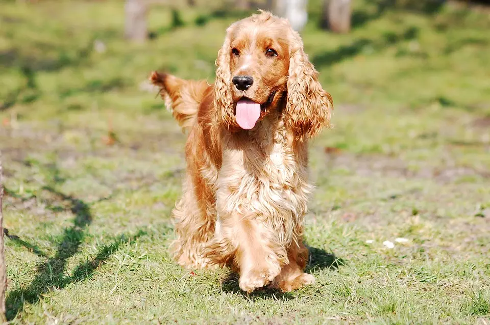 The Cocker Spaniel is always eager to please their owners. (