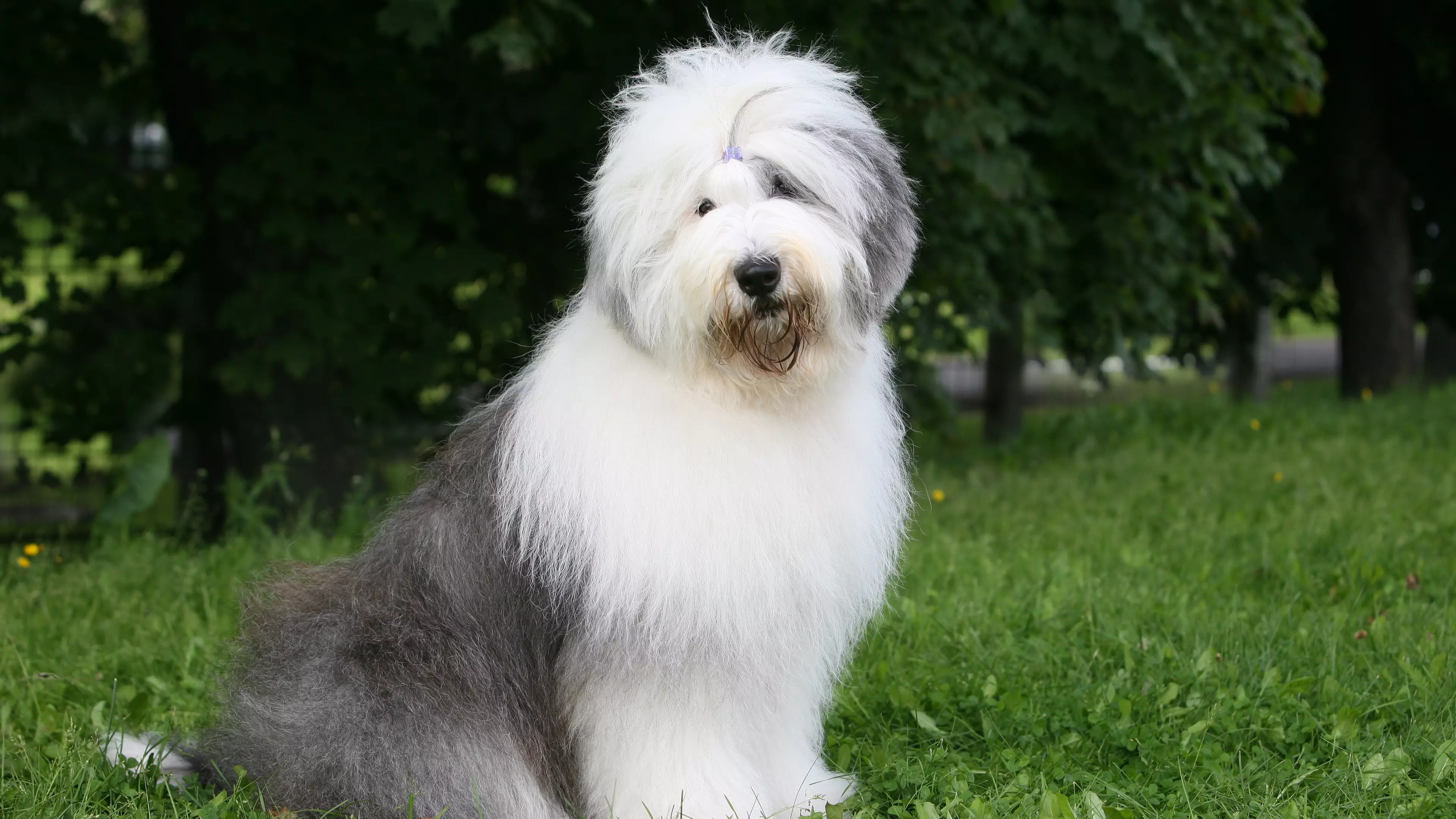 'Dulux' Old English Sheepdogs Now At Risk Of Extinction