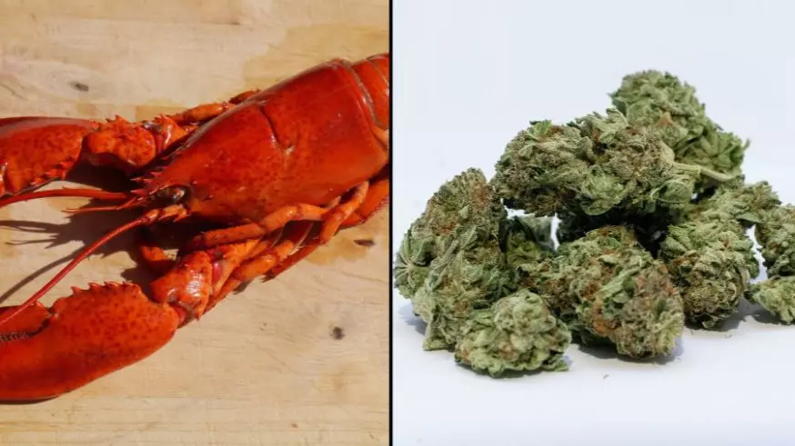 Getting A Lobster High Might Be More Humane Way To Kill It