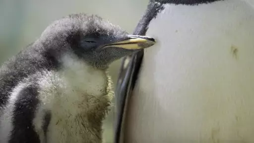 Aquarium Publicly Shames Poorly Behaved Penguins Because They're Secretly Evil