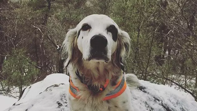 A Brave Dog Called Pete Died Saving His Friends From A Bear