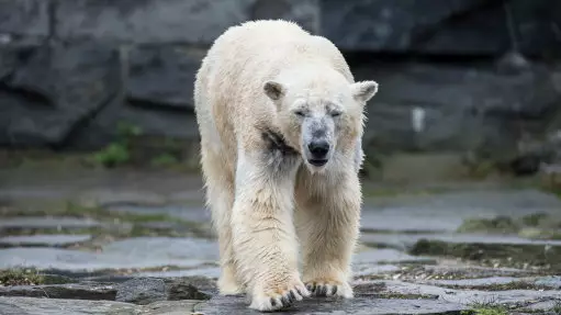 The Daily Telegraph Has Won April Fool's Day With Polar Bear Story