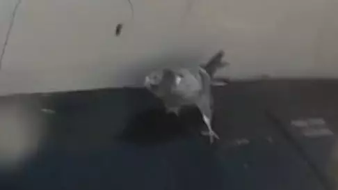 Passenger Shocked As Pigeon Remains Perched On Plane Engine During Takeoff