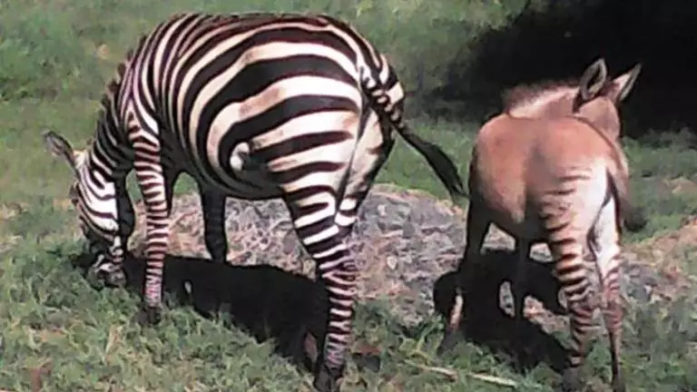 Rare Zebra Donkey Hybrid 'Zonkey' Discovered Living In Kenyan Wildlife Park