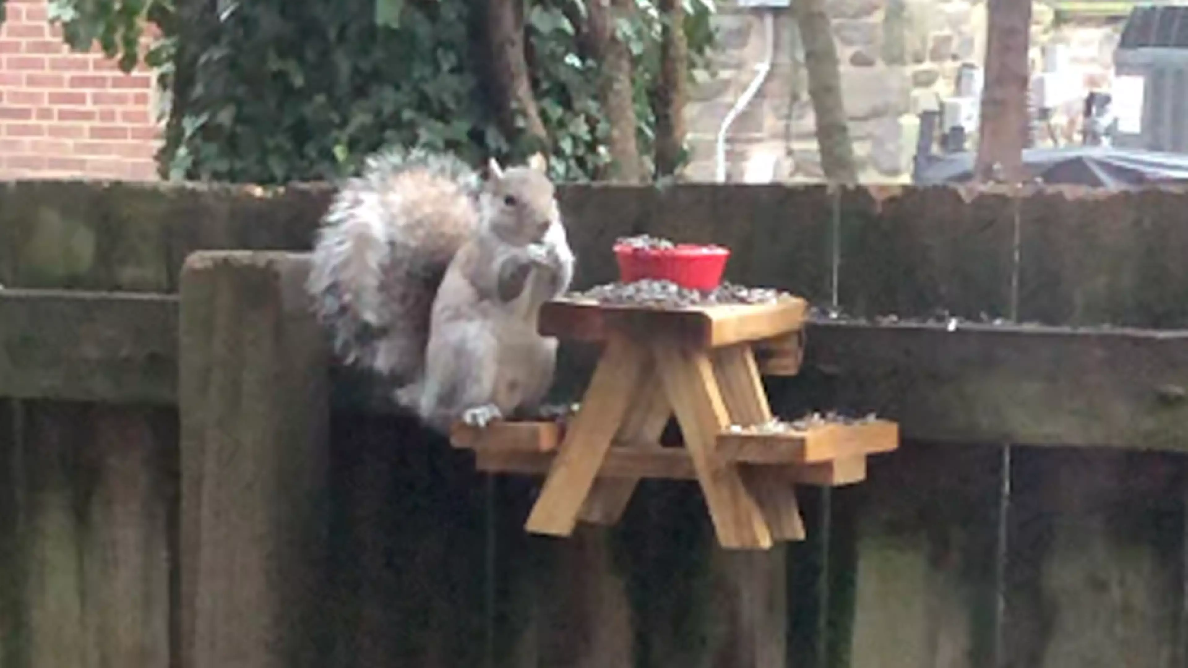 Man Builds Picnic Table For Squirrels And Inspires New Trend  