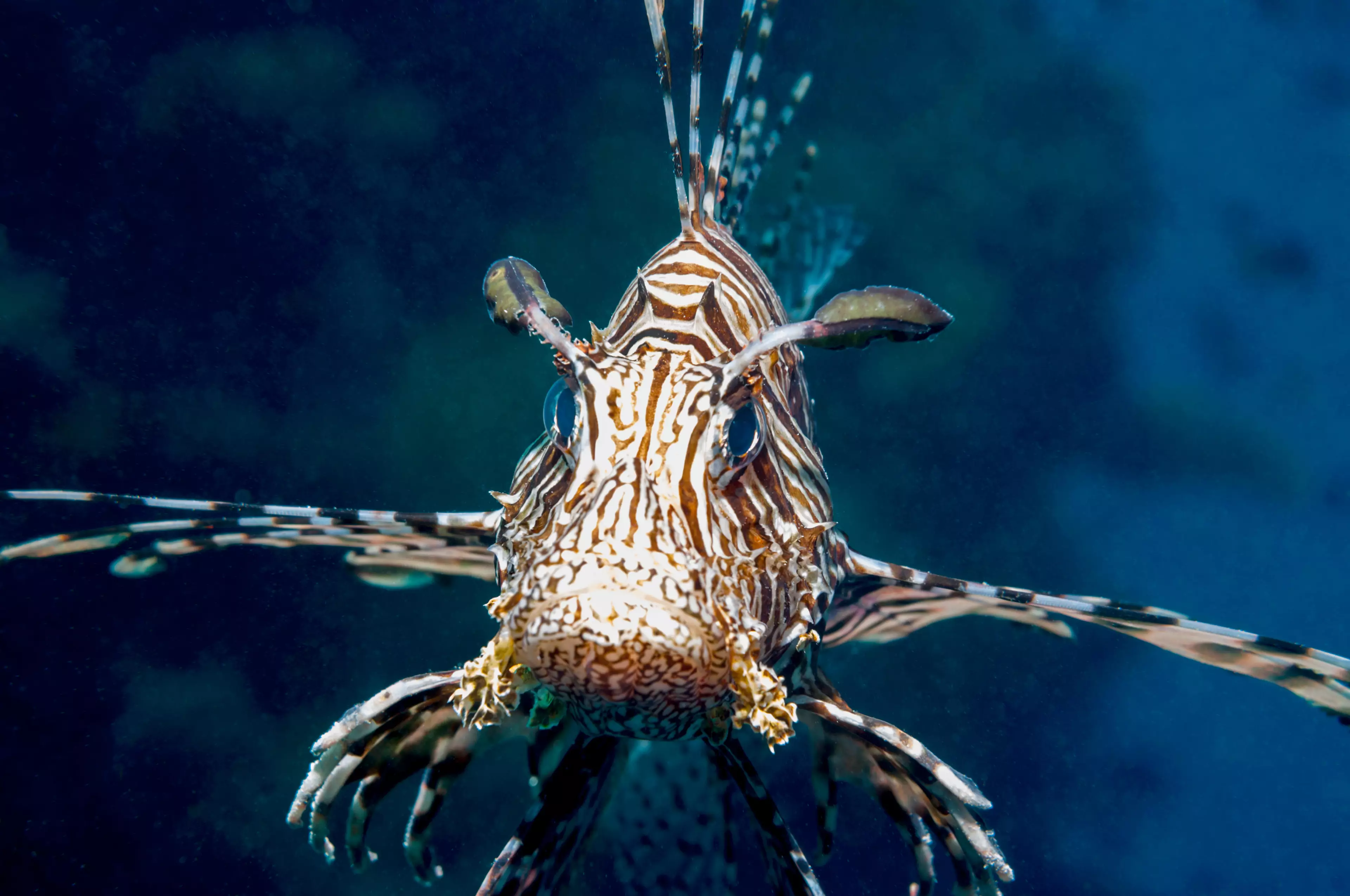 Stock image of a common lionfish.