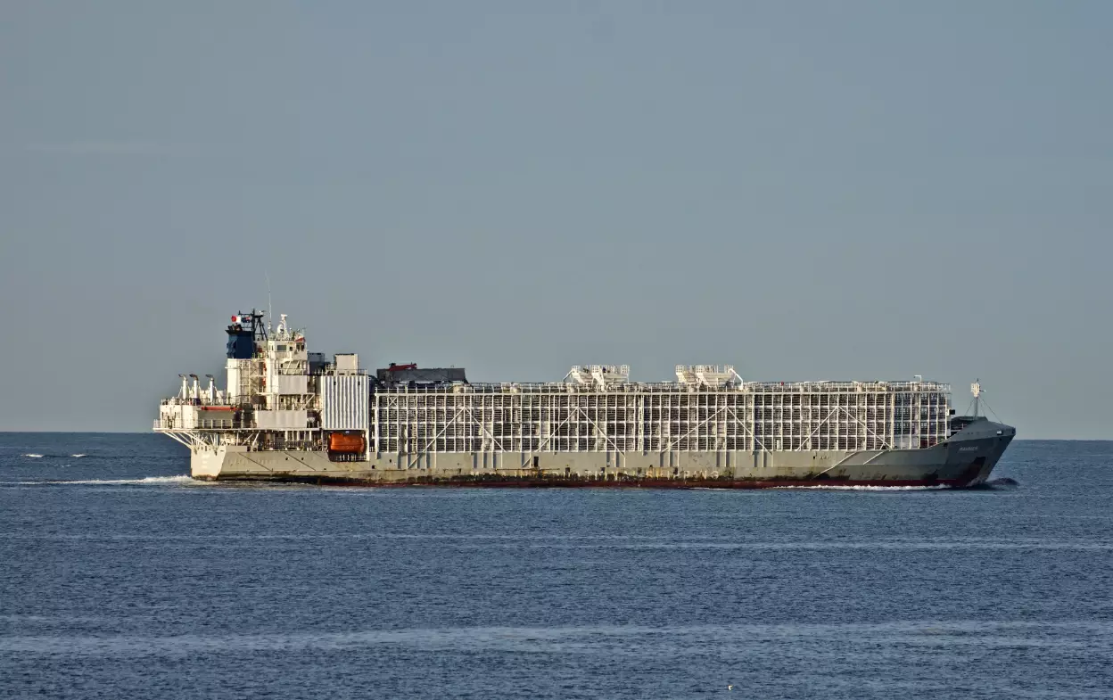 The Gulf Livestock 1 ship in 2019.