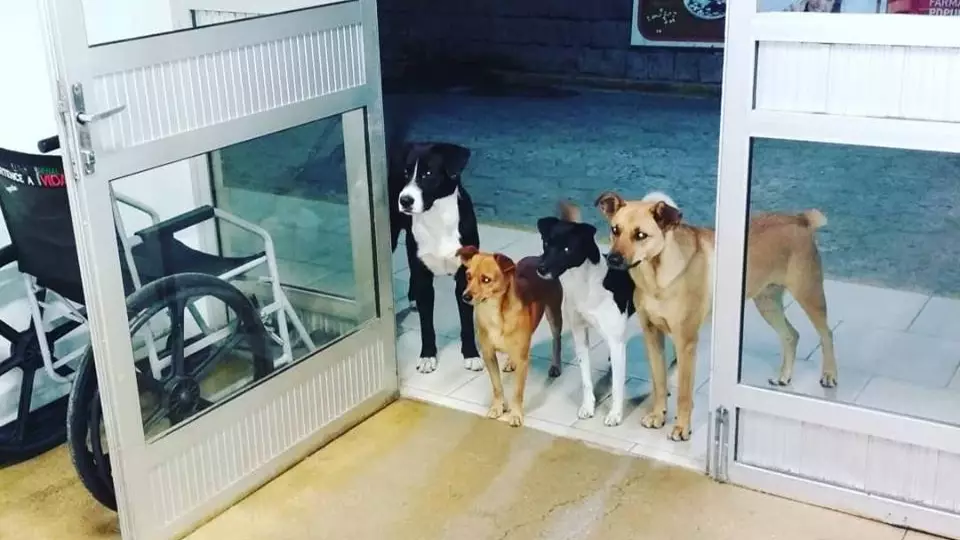 Homeless Man's Dogs Wait By Door After He Is Admitted To Hospital