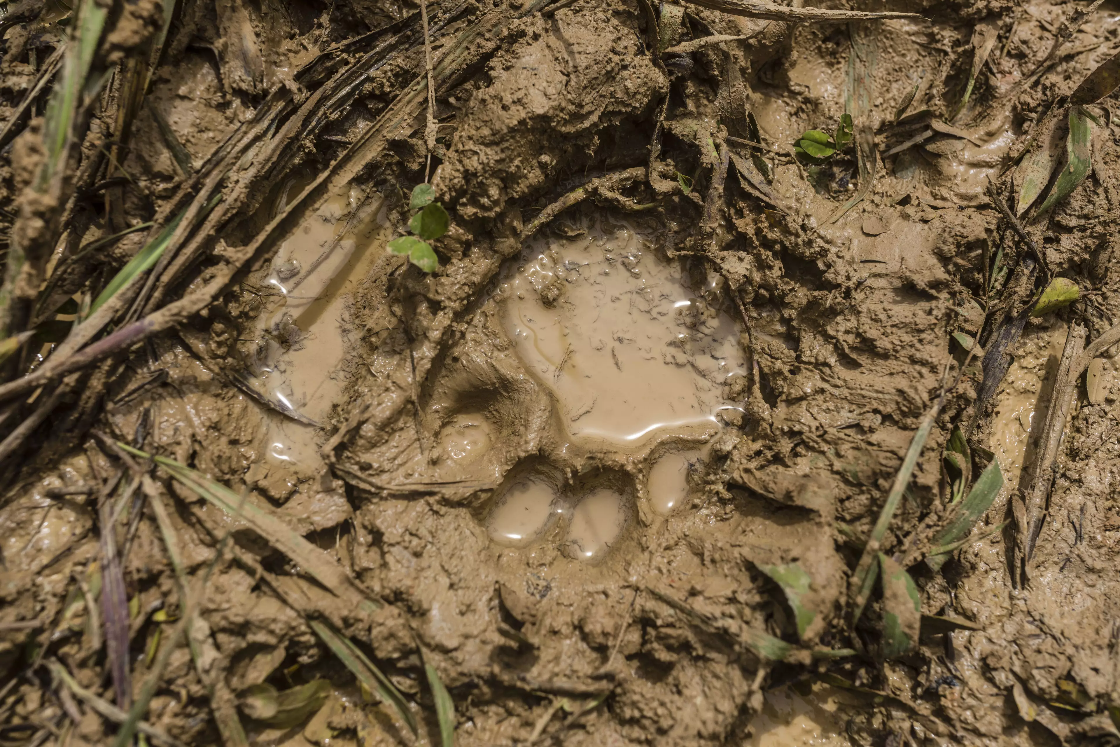 File photo of a cougar paw print.