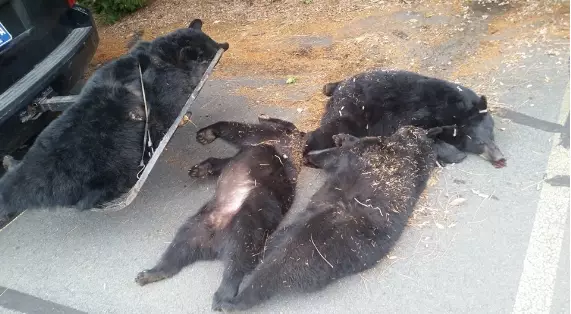 Mystery Of Family Of Black Bears Found Dead In Car Park Solved