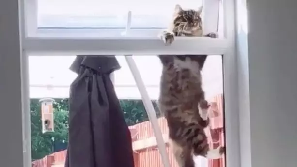 Woman Catches Random Cat Performing Pull-Ups To Break Into Her House